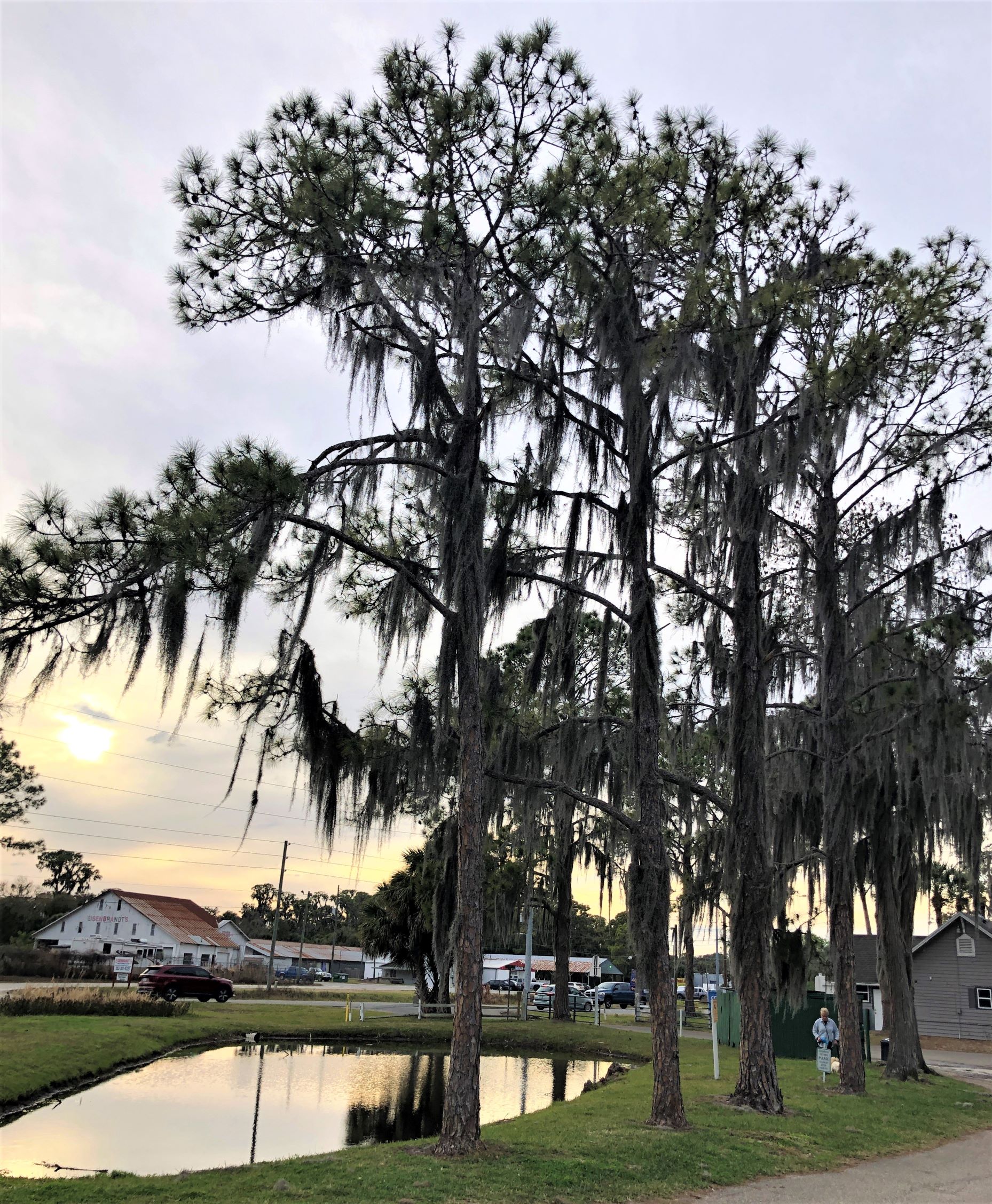 Southern Palms RV Resort, Eustis, FL Acey’s Adventures